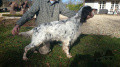 Setter Anglais BAYA DU GRAND POIRIER Setter Anglais BAYA DU GRAND POIRIER